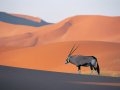 oryx antelope